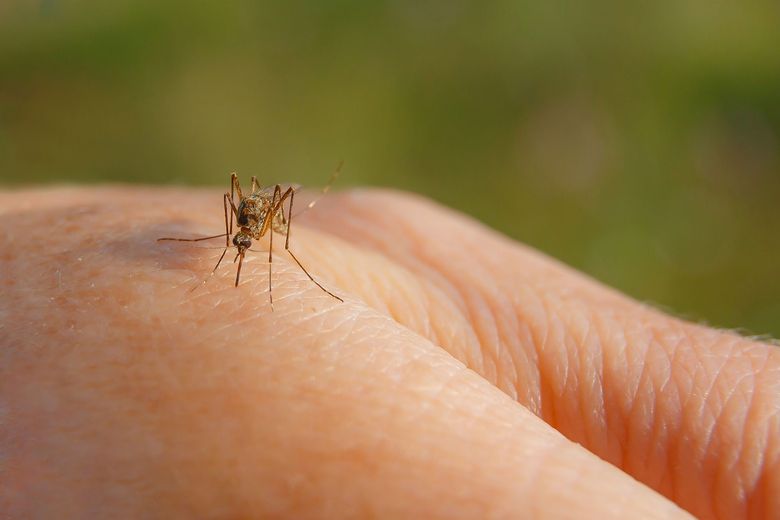 Getting Rid of Annoying Flying Pests Outside with Dynatrap