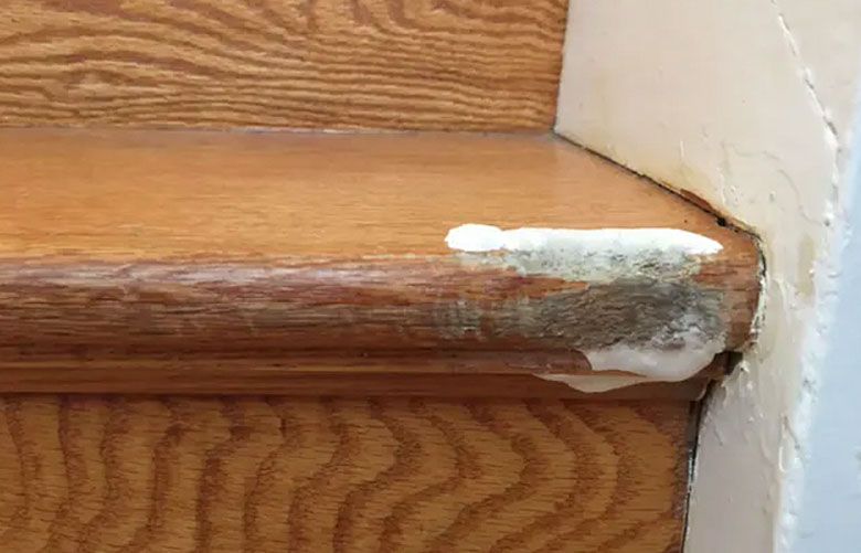 My puppy chewed through the wood stair tread. What to do? The Seattle