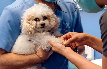 Mushroom, a poodle, is examined at Modern Animal, a membership-based veterinary clinic in Los Angeles, on May 20, 2021. The heightened demand for veterinary services has drawn real estate investors and others to the market. (Rozette Rago/The New York Times)