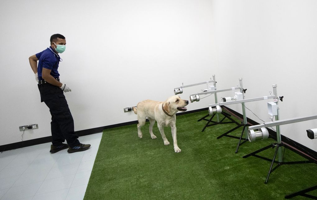 A dog trainer watches Bobby, a Labrador Retriever, sniffs samples of human sweat through containers to detect the COVID-19 coronavirus at the Veterinary Faculty at Chulalongkorn University in Bangkok, Thailand, Friday, May 21, 2021. (AP Photo/Sakchai Lalit)