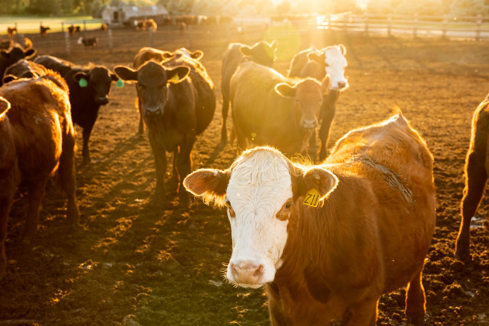 where is ranchers home beef from