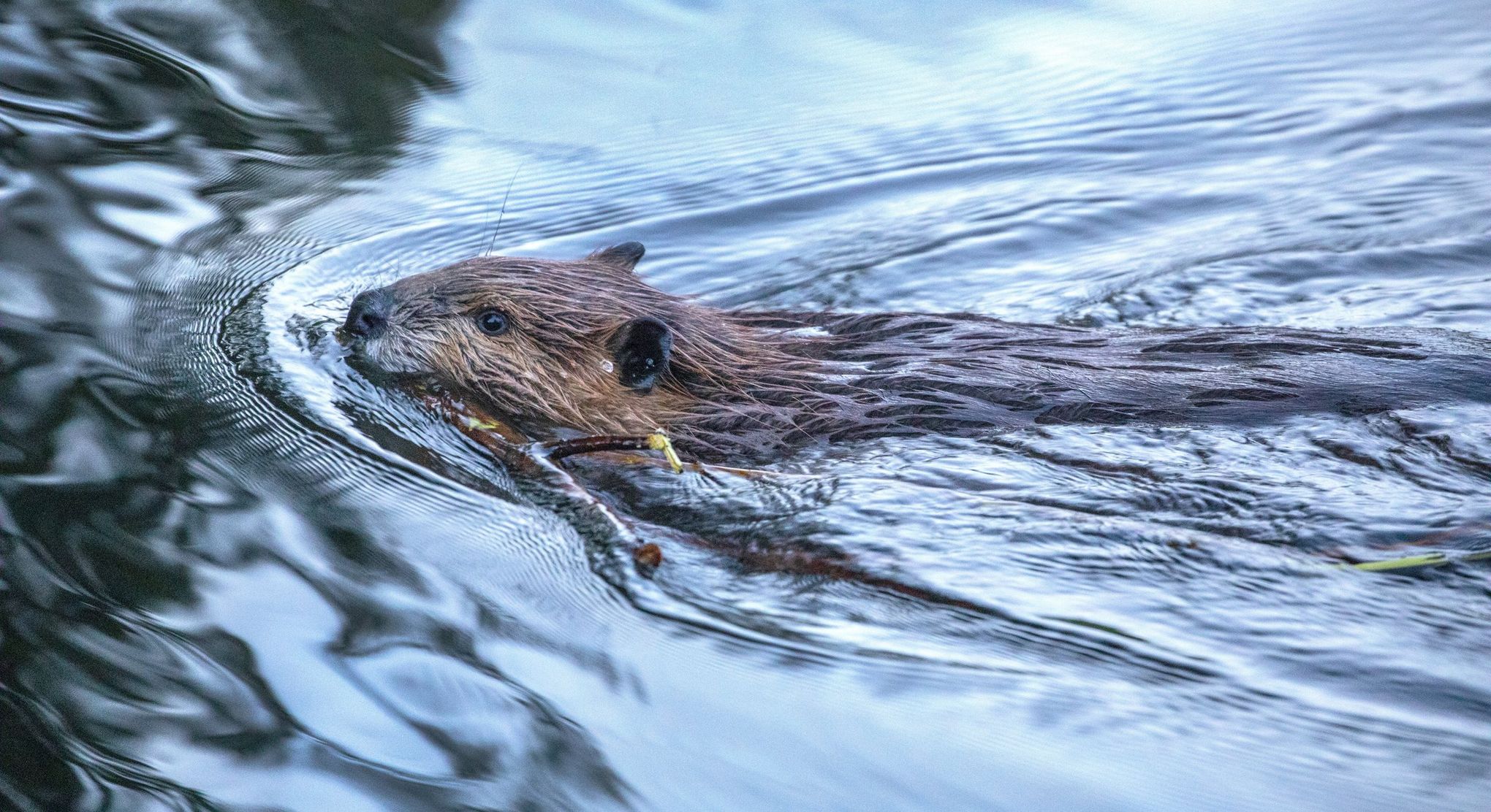Spring beaver trapping will soon - Winter Wildlife Control