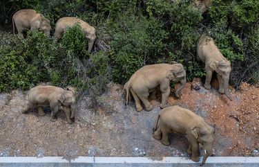 FILE – In this aerial photo file photo taken on May 28, 2021, and released by China’s Xinhua News Agency, a herd of wild Asian elephants stands in E’shan county in southwestern China’s Yunnan Province. A herd of 15 wild elephants that walked 500 kilometers (300 miles) from a nature reserve in China’s mountain southwest were approaching the major city of Kunming on Wednesday, June 2, as authorities rushed to try to keep them out of populated areas. (Hu Chao/Xinhua via AP, File) XIN801 XIN801