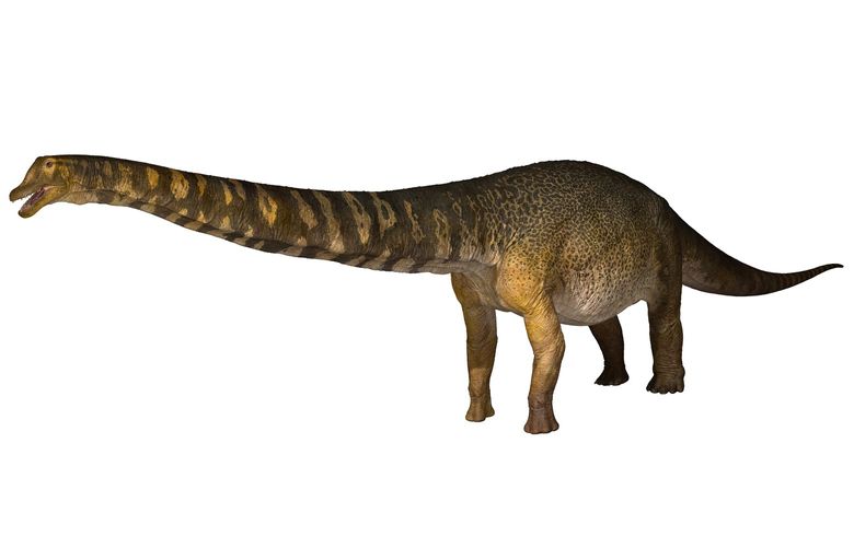 In an undated image provided by the Eromanga Natural History Museum, a rendering of the Australotitan cooperensis, a new species of dinosaur. Australotitan cooperensis, a long-necked herbivore from the Cretaceous period, is estimated to have weighed 70 tons, measured two stories tall and extended the length of a basketball court. (Eromanga Natural History Museum via The New York Times) — NO SALES; FOR EDITORIAL USE ONLY WITH NYT STORY AUSTRALIA DINOSAUR BY JENNIFER JETT FOR JUNE 7, 2021. ALL OTHER USE PROHIBITED. — XNYT110 XNYT110