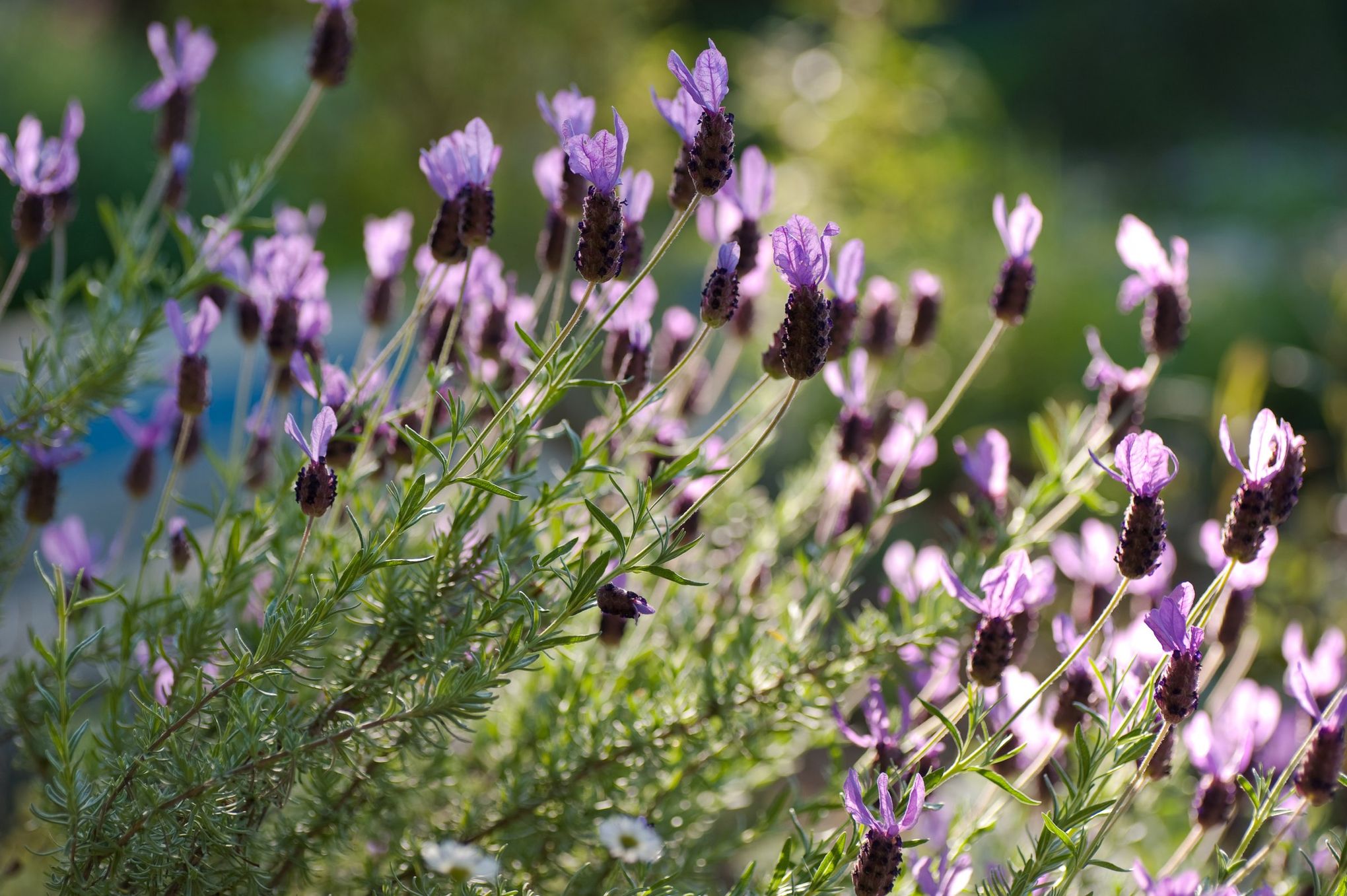 French Lavender - Buchanan's Native Plants