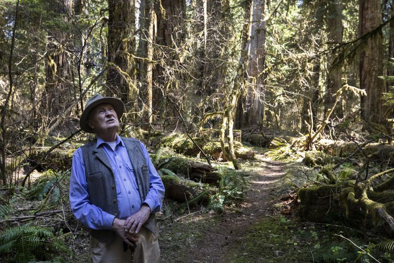 Forestry expert Jerry Franklin pauses while talking about the importance of the understory below the old-growth giants on the nature trail at Cedar Flats Research Natural Area. (Steve Ringman / The Seattle Times)