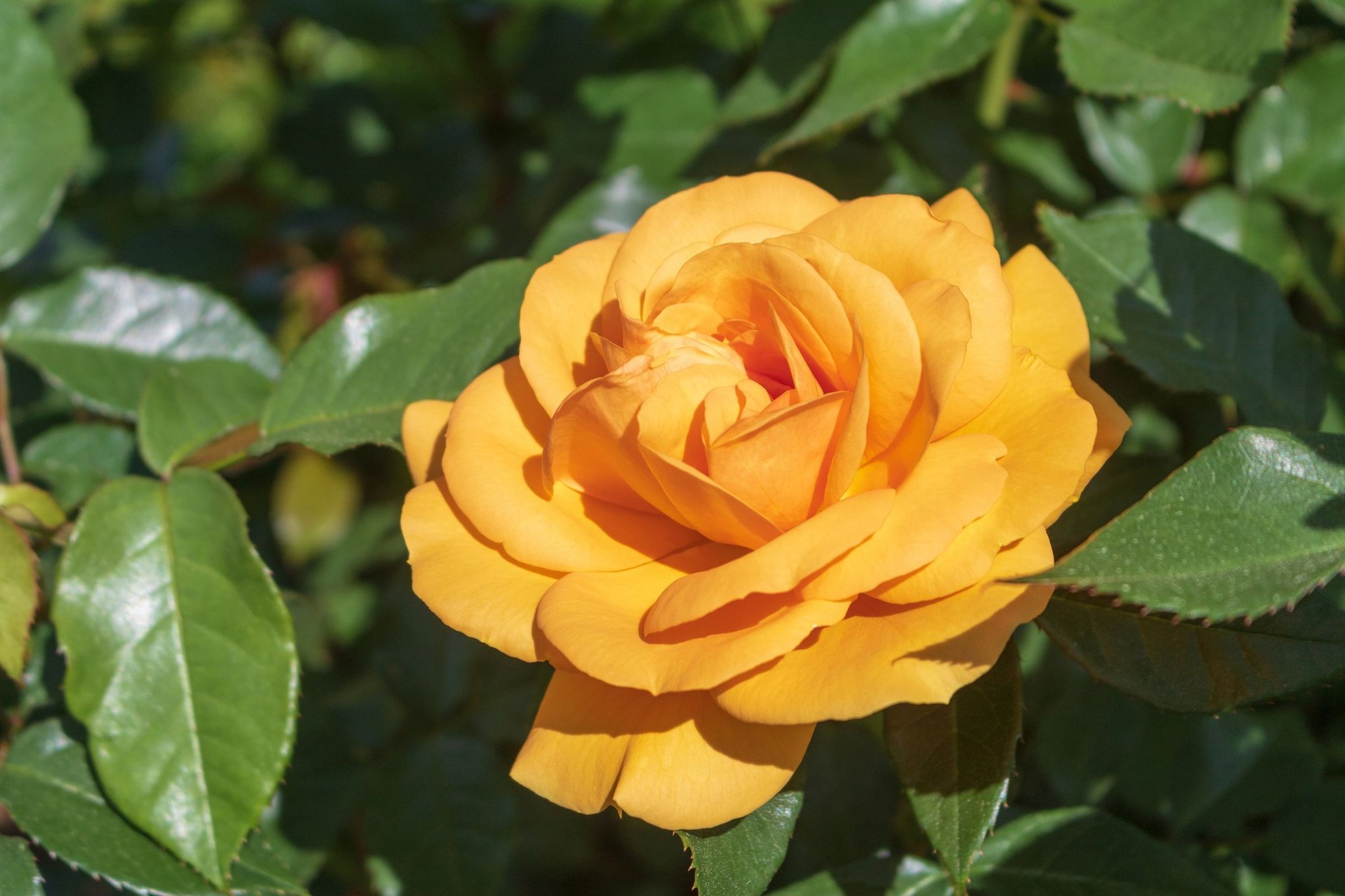 yellow rose bush varieties