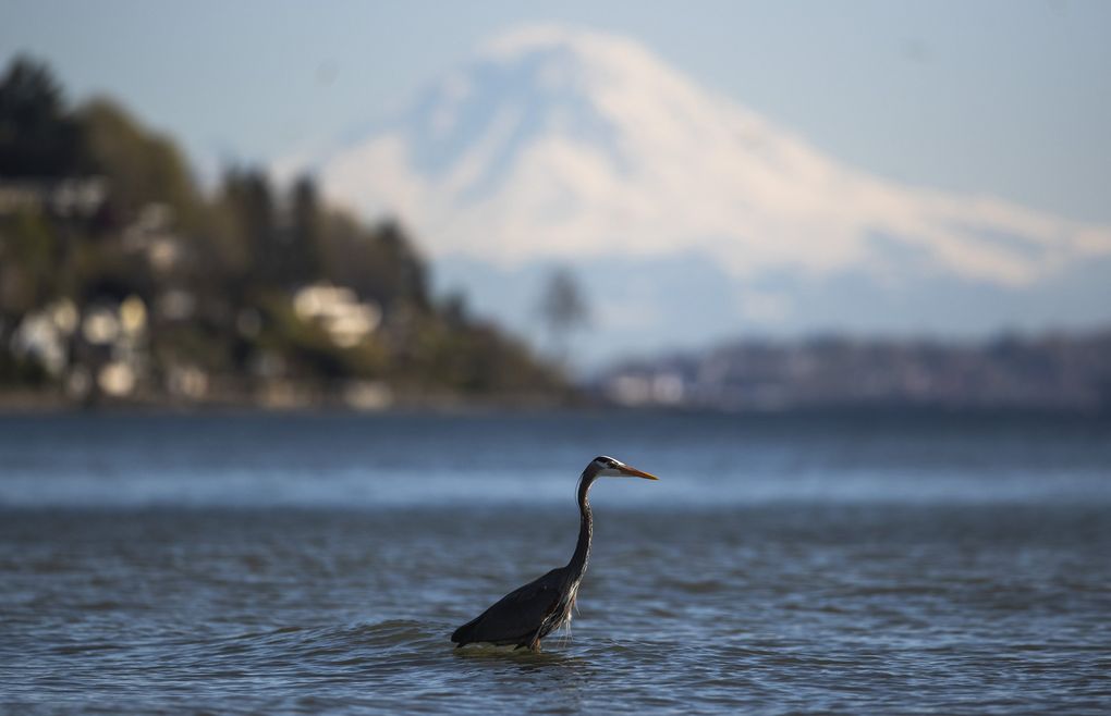 A great blue heron searches for food at the West Point Lighthouse beach in Discovery Park in April. (Amanda Snyder / The Seattle Times)