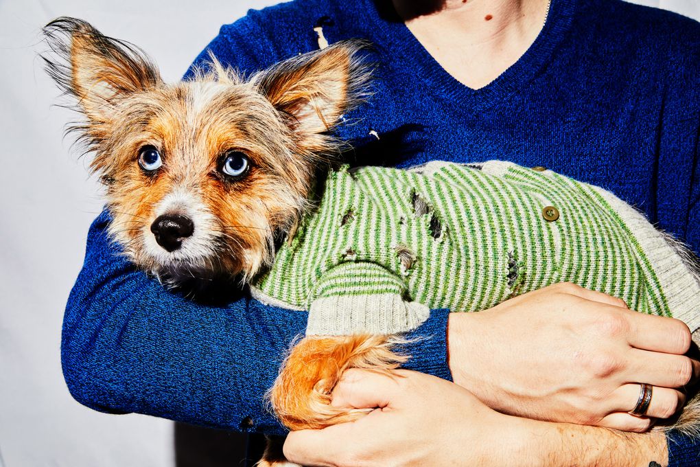 A dog wears a sweater littered with holes in Jackson Heights, New York. When the newly vaccinated opened their closets in late spring, many discovered that while they had left their suits and fine knits undisturbed, the moths had not. (Photo illustration by Amy Lombard / The New York Times)