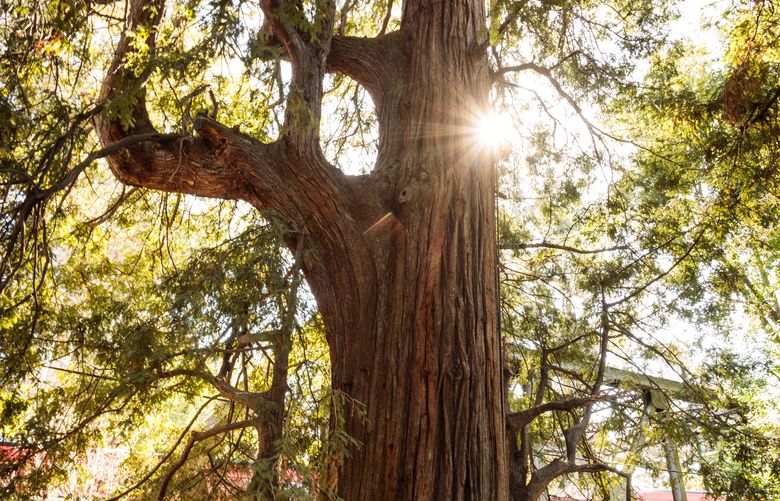 The El Palo Alto redwood tree in Palo Alto, Calif., May 14, 2021. The tree has long served as the tall symbol of Palo Alto, but a project to help it thrive has been delayed. (Max Whittaker/The New York Times)