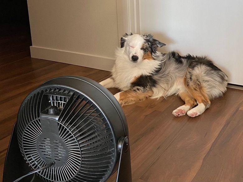 Do Fans Cool Dogs Down