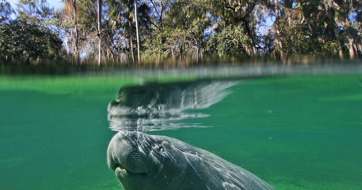 Florida manatees died at an alarming rate in the first months of 2021