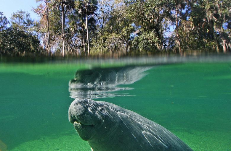 A manatee surfaces at Blue Spring, Thursday, Jan. 14, 2010  as huge crowds, top, view  large numbers of manatees at Blue Spring State Park in Orange City, Fla. Wayne C. Hartley, Blue Spring Park service specialist, says he counted 217 manatees for a two day statewide survey. (AP Photo/Orlando Sentinel, Red Huber) ** LEESBURG OUT; LADY LAKE OUT; TV OUT; MAGS OUT; NO SALES ** FLORL201