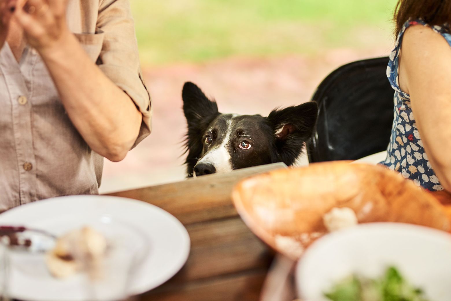 https://images.seattletimes.com/wp-content/uploads/2021/06/petssummer3_0625.jpg?d=1560x1040