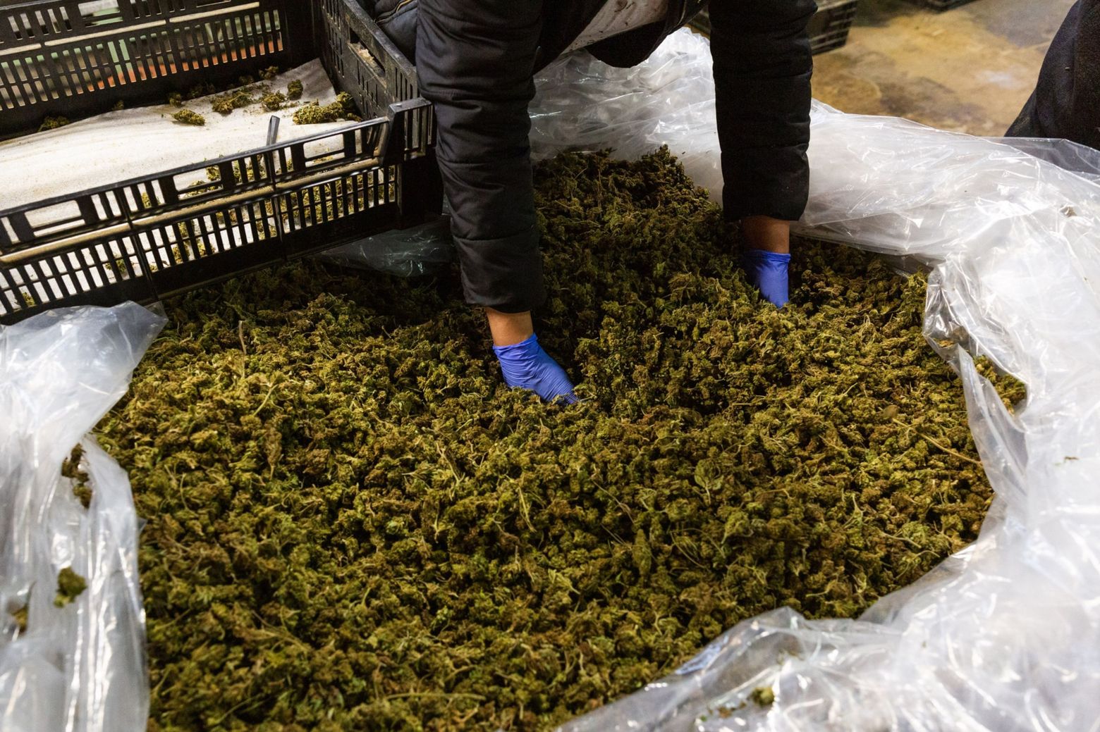 Pot producers are pushing to clamp down on Delta-8 THC; here's why, and  what it is | The Seattle Times