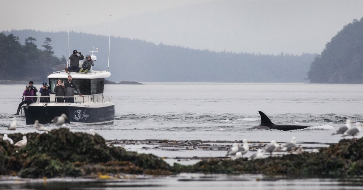 Salish Sea is having ‘one of the best seasons on record’ for orca whale ...