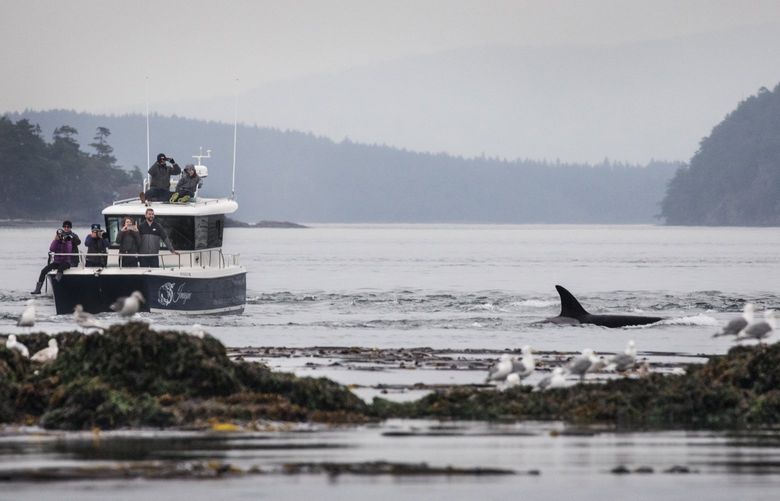 June 29, 2018.     HOME WATERS ORCA DO NOT PUBLISH UNTIL 2019      Whale watching is big business in the Salish Sea, where transient killer whales today are the more frequently seen orcas. The southern residents have become visitors to their home waters, as the chinook salmon runs they require decline. 206862