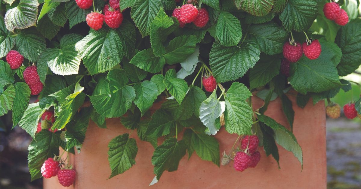How to grow your own backyard berries in containers The Seattle Times