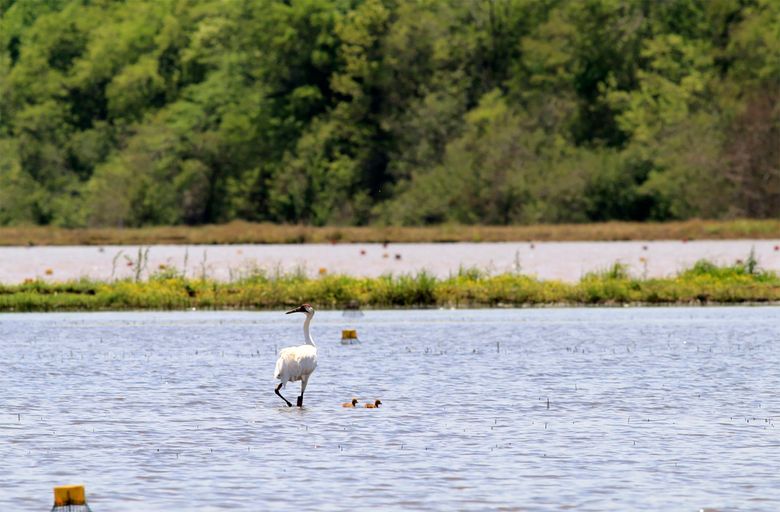 Whooping Crane in Louisiana Success Story