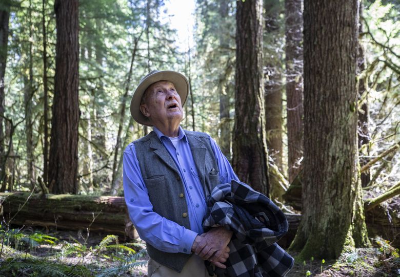 Retired UW professor Jerry Franklin takes in the old-growth giants on the nature trail loop at Cedar Flats Research Natural Area. (Steve Ringman / The Seattle Times)