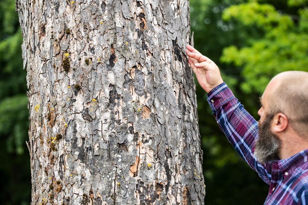 Nicholas Johnson, an arborist with Seattle Parks and Recreation checks a dead maple tree with clear indications of sooty bark disease. The tree is in a row of sycamore maples by the tennis courts at Jefferson Park in Seattle’s Beacon Hill neighborhood. (Bettina Hansen / The Seattle Times)