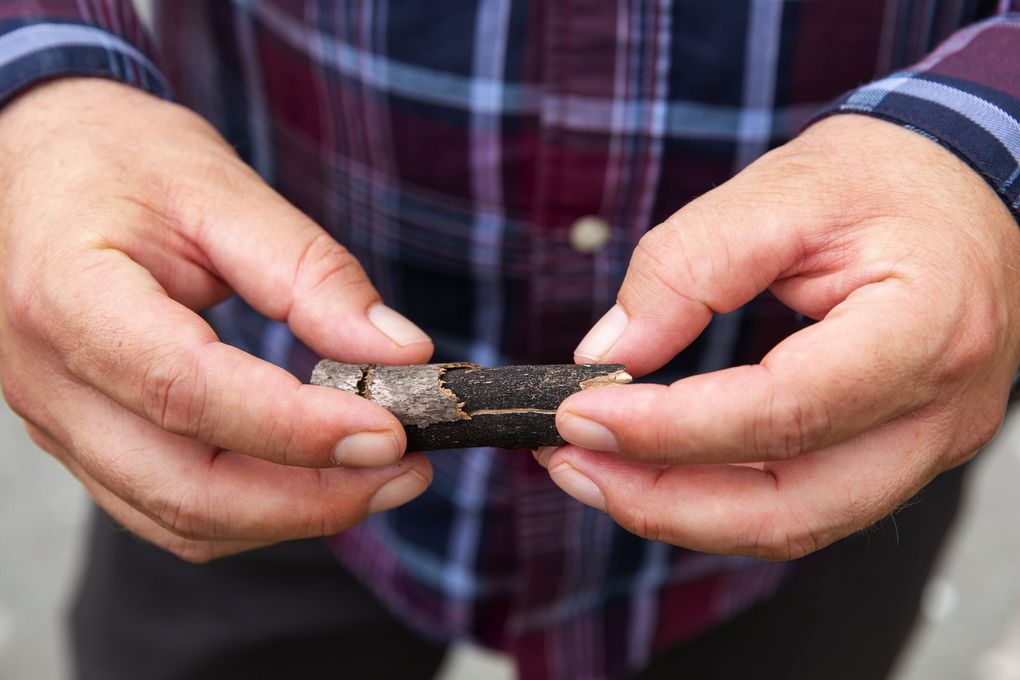 Nicholas Johnson, an arborist with Seattle Parks and Recreation, shows how the bark separates from the branch of a dead sycamore maple with clear indications of sooty bark disease. (Bettina Hansen / The Seattle Times)