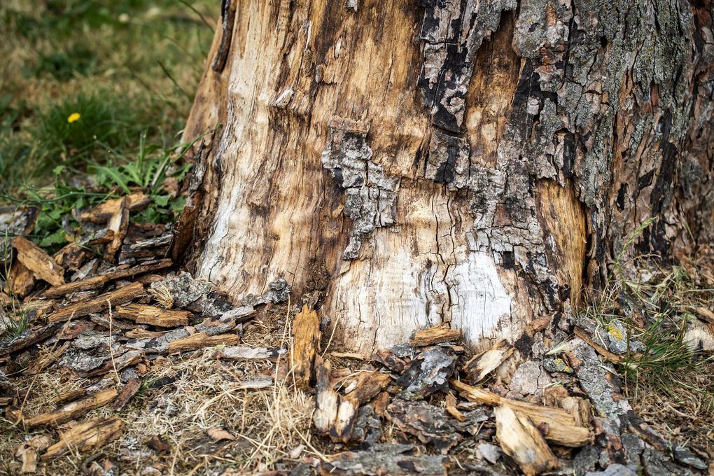 Sooty bark is potentially harmful to human lungs when the spore is airborne during tree work and removal. When this one is cut down and taken away, workers will wear protective gear. (Bettina Hansen / The Seattle Times)