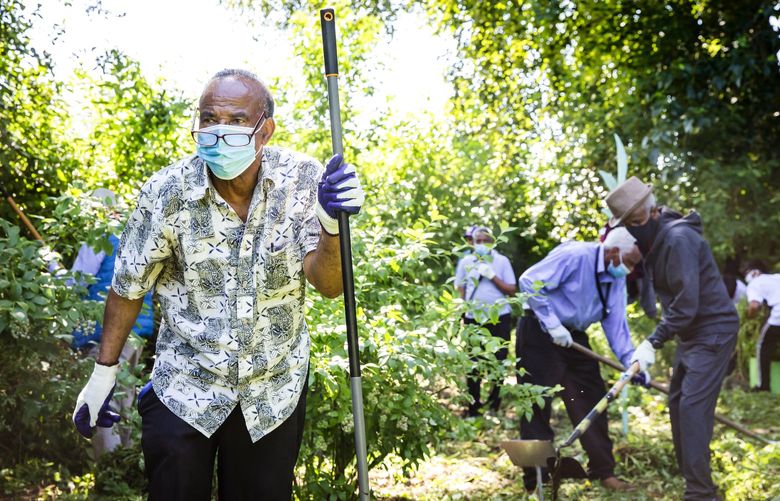Gebrekidan Neche looks up from clearing weeds with fellow East African seniors volunteering at the Rainier Beach Urban Farm and Wetlands in South Seattle Friday July 9, 2021. The program runs twice a week through the Seattle Neighborhood Group for them to socialize, get outside, learn about city services available to them and bring home fresh produce.