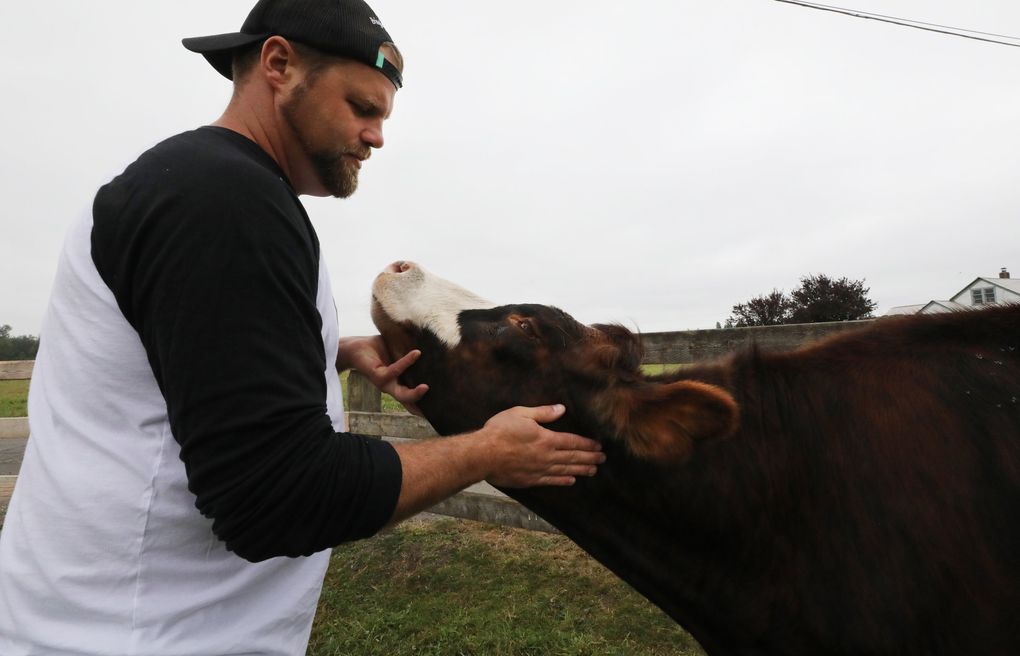 Dairy farmer Ryan Mensonides with Steve, a pet cow that’s a Normandy-Holstein cross, at Providence Farms in Enumclaw on Wednesday. (Alan Berner / The Seattle Times)