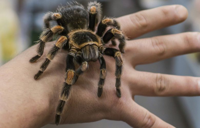 Researchers are looking into whether venom from the tarantula spider could help relieve chronic pain. (Iuliia Safronova/Dreamstime/TNS) 21650367W 21650367W