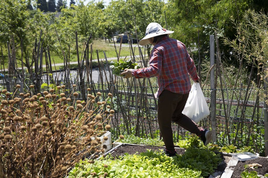 Kha Tran uses her P-Patch at the New Holly Youth and Family P-Patch to grow Vietnamese herbs that can be hard to find, including lá tía tô, also known as shisho, a peppery herb eaten fresh with fish. (Lizz Giordano)