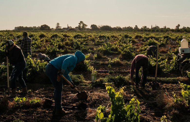 Farmworkers replant vines at a vineyard in Davis, Calif., on July 9. California’s Central Valley was under an excessive heat warning that weekend as temperatures reached up to 115 degrees. MUST CREDIT: Photo for The Washington Post by Max Whittaker