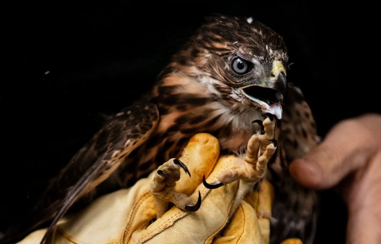 Naturalist Jeff Brown releases a fledgling Cooper’s hawk in a Northeast Seattle neighborhood Wednesday, July 21, 2021. The bird likely jumped out of its nest during the heat wave in late June and was rescued by PAWS. 217695