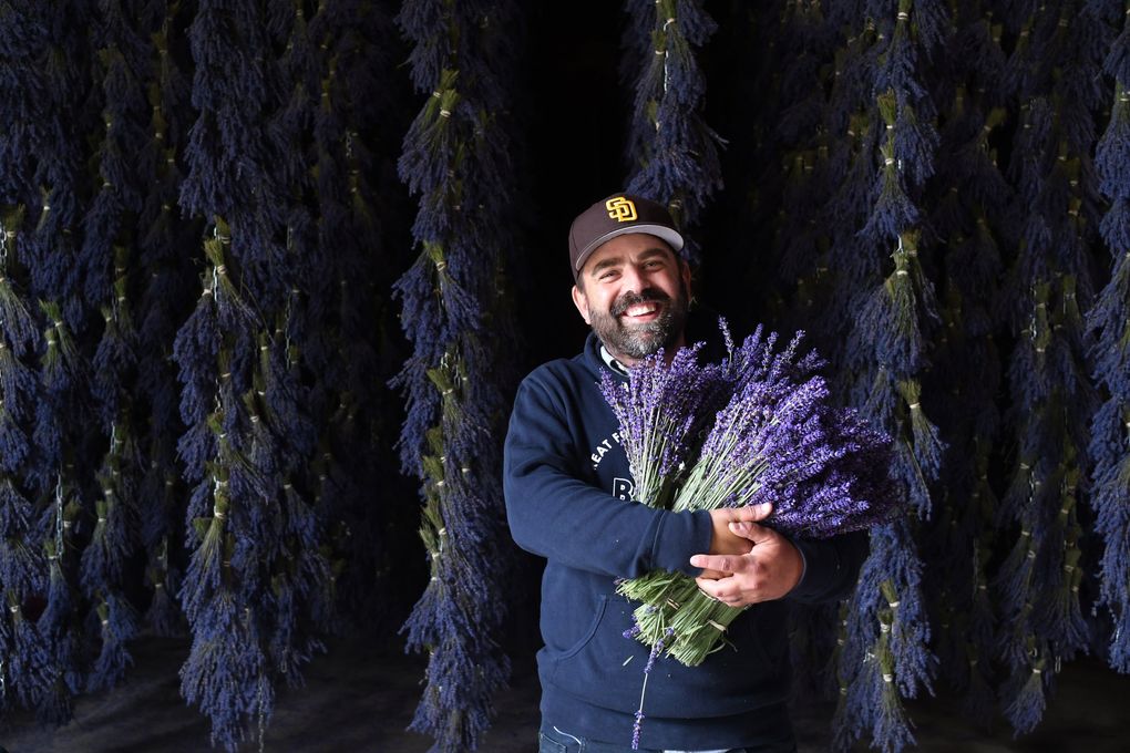 Zion Hilliker, who owns B&B Family Farm in Sequim with his wife and in-laws, cracks a smile in their century-old dairy barn, where 100,000 bunches of lavender hang to dry each season. (JiaYing Grygiel)