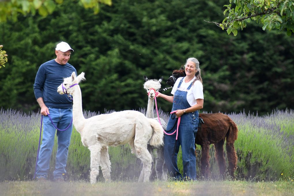 Doug and Susan Fahlgren, owners of Fleurish Lavender of Lost Mountain in Sequim, rein in their trio of fertilizer-producing alpacas: from left, Aurora, Lacey and Lyric. (JiaYing Grygiel)
