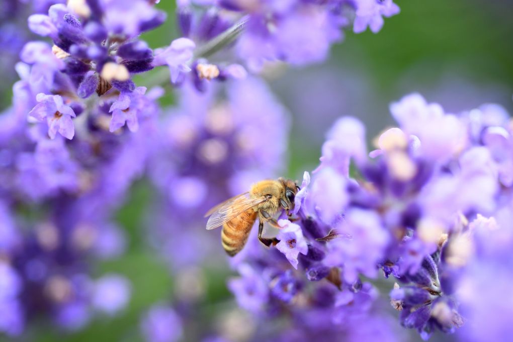 A bee feeds on SuperBlue lavender (Lavandula angustifolia) at Fleurish Lavender of Lost Mountain in Sequim. The specimen garden at Fleurish has 86 varieties of lavender; each bush is a different type. (JiaYing Grygiel)