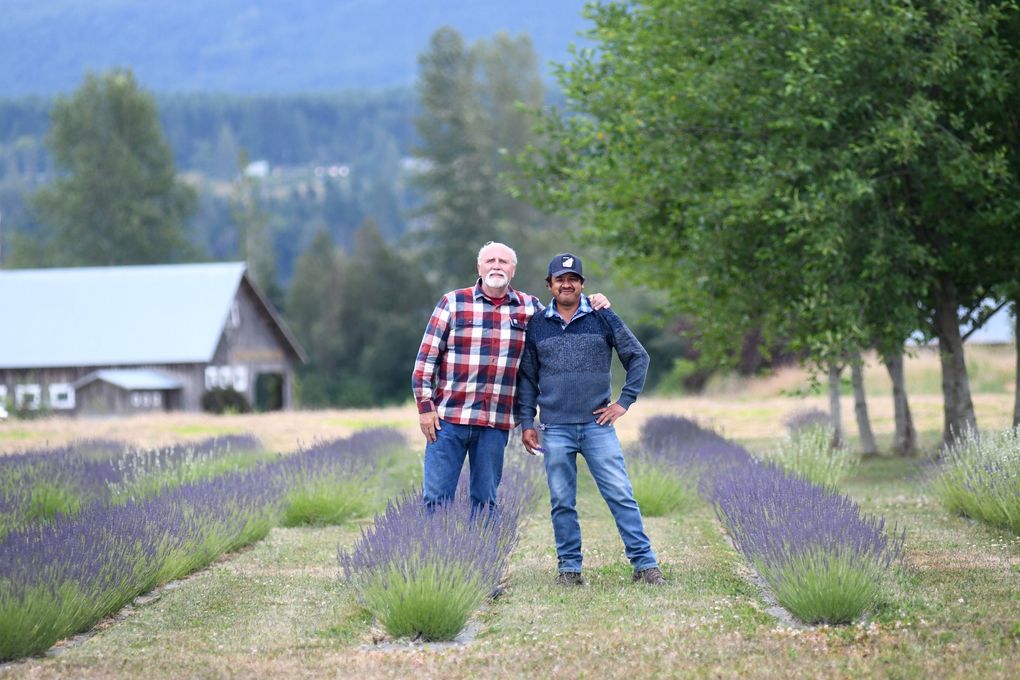 Victor Gonzalez, right, and his business partner, Rex Kellso, own Victor’s Lavender and Victor’s Rain Shadow Lavender in Sequim. Gonzalez has been growing lavender around the area for more than 20 years and ships lavender to farms all over the country. (JiaYing Grygiel)