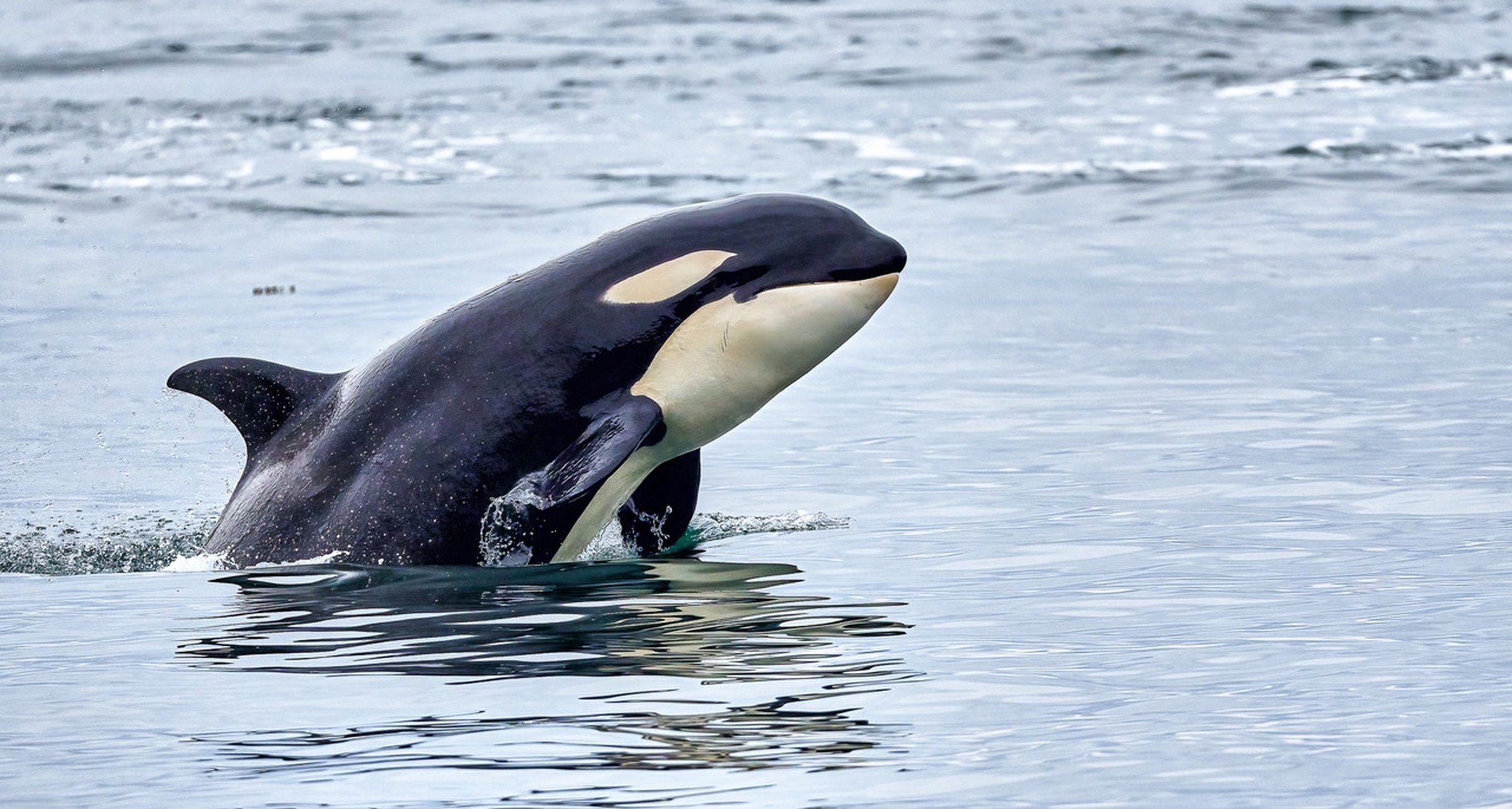 An orca looks magnificent as it surfaces to check things out on