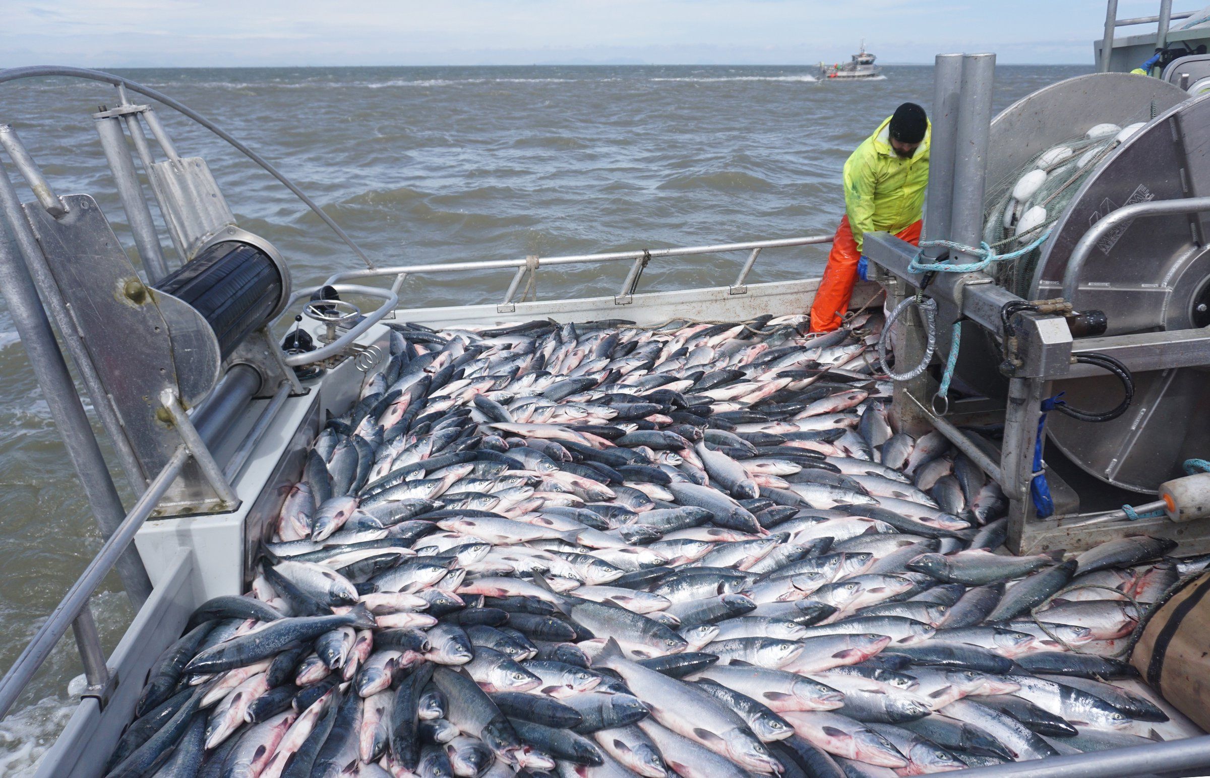 As sockeye runs struggle elsewhere in North America, a record run
