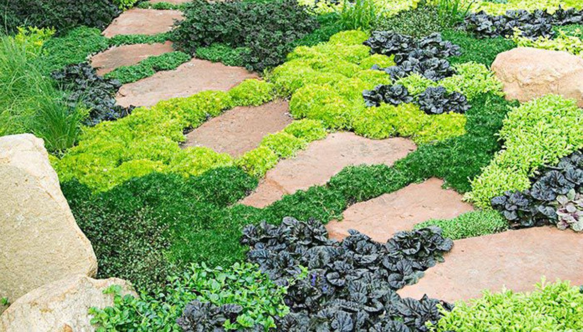 Garden expert on establishing ground cover, eradicating vines and