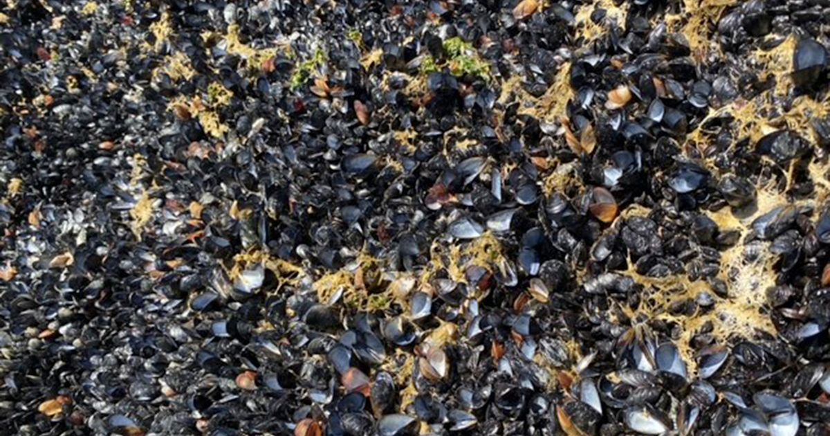 Crushing heat wave in Pacific Northwest and Canada cooked shellfish