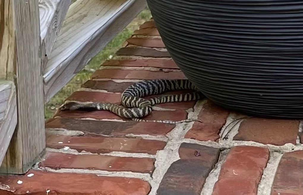 Venomous pet snake, a zebra cobra, on the loose after escaping home in  Raleigh - ABC11 Raleigh-Durham