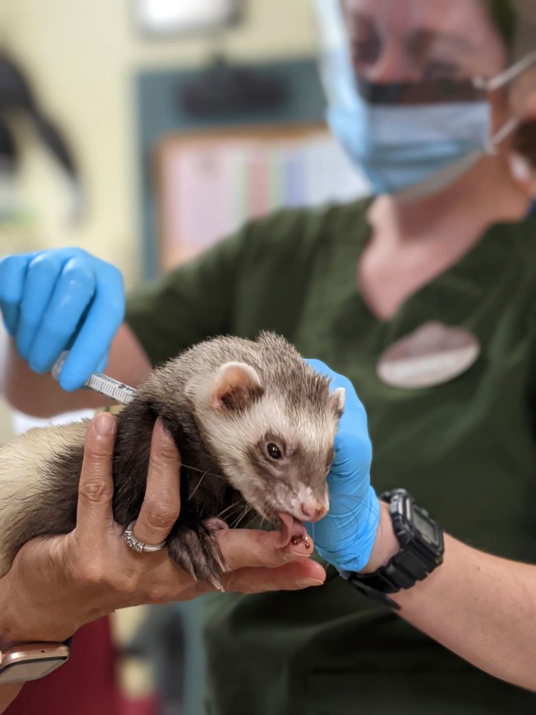 Big cats, bears, ferrets get COVID-19 vaccine at Oakland Zoo