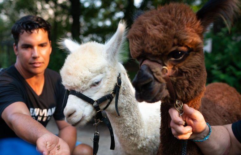 Giuseppe Canzone, 38, brought alpacas Puno and Chevere to the event for children to pet and feed. In National Landing, he and his brother opened an outpost of their popular Peruvian Brothers food truck, which developers have cited an example of the small, locally-owned business they hope to bring to the area. MUST CREDIT: Washington Post photo by Sarah L. Voisin.