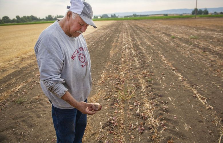 Farmer Fernando Enriquez, Sr. looks at one of the stunted, blistered red sweet onion in one of his Walla Walla fields, Wednesday, July 28, 2021.