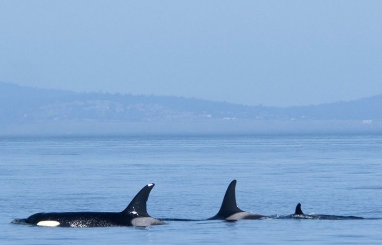 Orca mother Tahlequah has a new calf. The baby was first seen Saturday and is the smallest fin in the photo. Tahlequah’s grief over the loss of her calf in 2018 caused worldwide concern when she carried the dead calf for 17 days and 1,000 miles. This time, so far, so good for the southern resident orca family and J pod’s newest calf. (Sarah McCullagh, captain and naturalist, San Juan Safaris / Pacific Whale Watch Association)