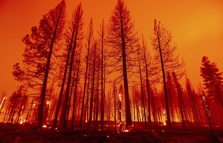 Trees burn after firefighters conducted a firing operation to slow the spread of the Dixie Fire in Plumas County, Calif, on Tuesday, Aug. 3, 2021. Dry and windy conditions have led to increased fire activity as firefighters battle the blaze which ignited July 14. (AP Photo/Noah Berger) CANB111 CANB111