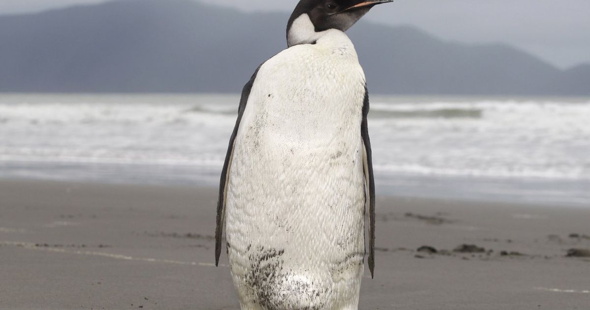 Virtually all emperor penguins may be pushed to brink of extinction