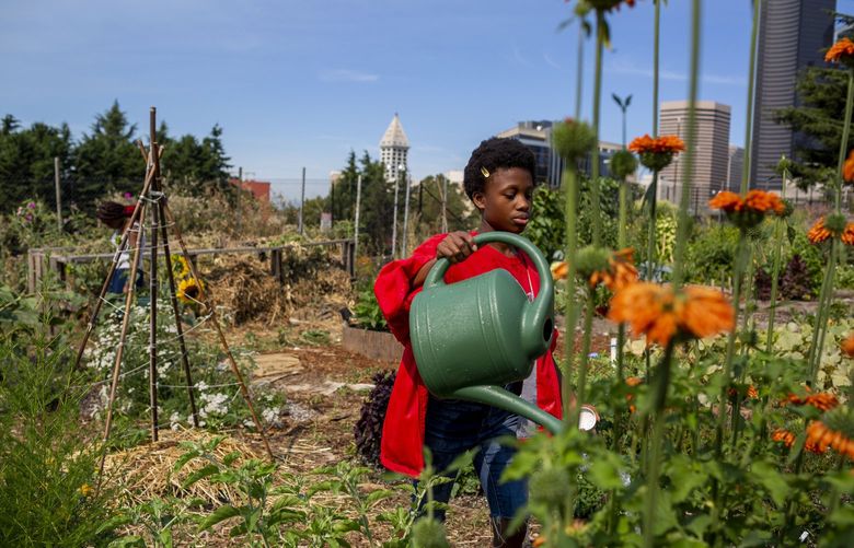 YESLER TERRACE- iURBAN TEEN FARMING- 080421
Laela Johnson, 14, waters plants at the YES farm on Thursday, August 5, 2021, in Yesler Terrace. The Black Farmers Collective and iUrban Teen partnered to create an Urban Farming experience for youth at YES Farm on Thursday, August 5, 2021 in Yesler Terrace. YES Farm is a 1.5 acre farm along I-5 at Yesler Terrace that produces food, and hosts community building events and educational programming. Each student received a stipend of $100 for participating and writing an essay on their experience.