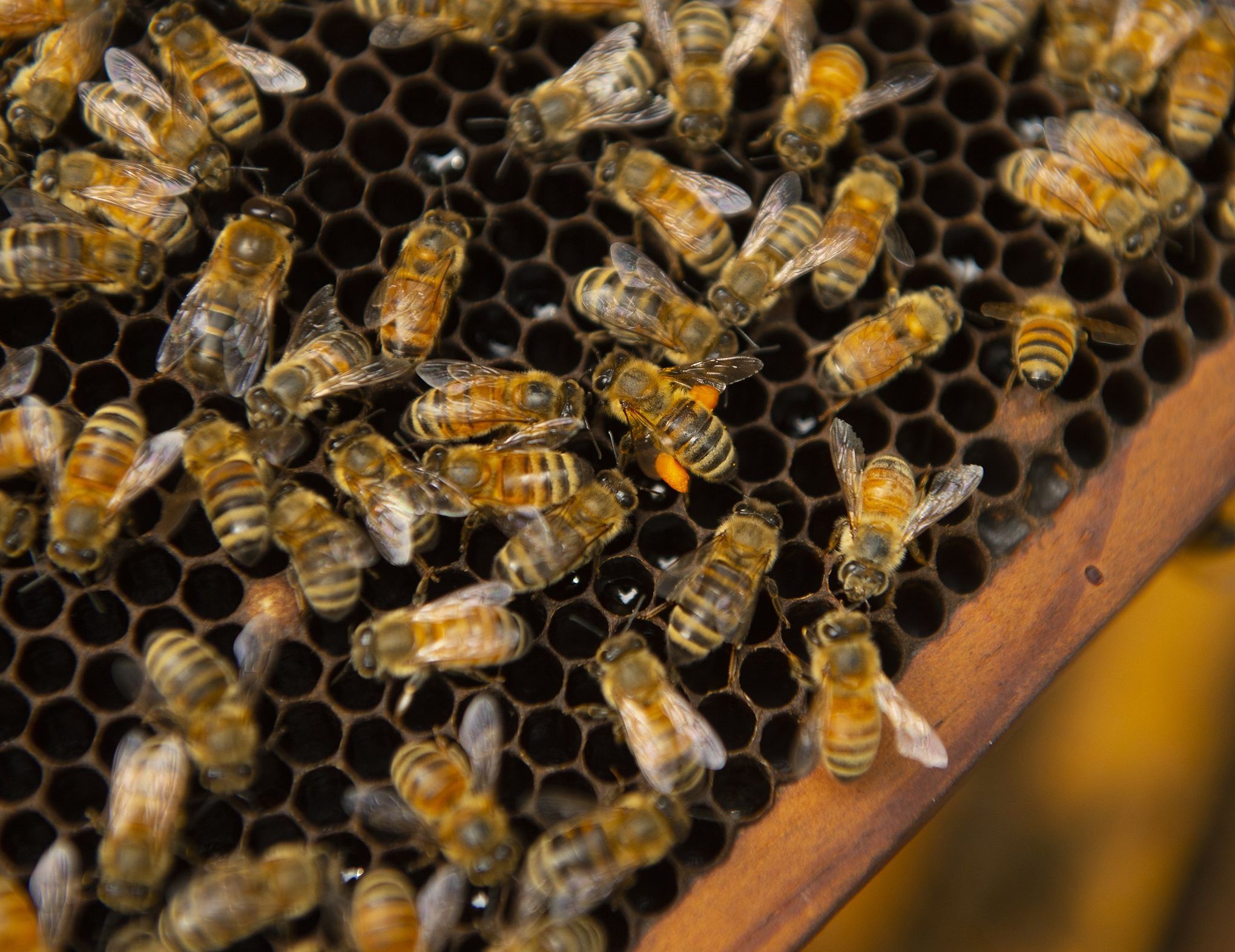 Texas beekeepers face possible jail time under proposed legislation